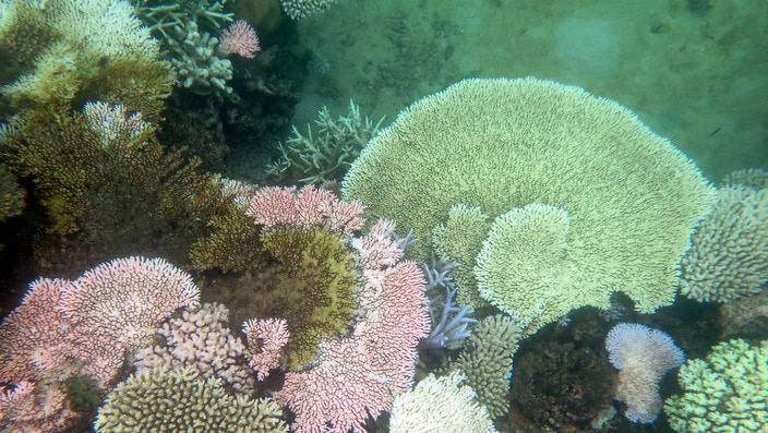 Bleaching damage on the Great Barrier Reef