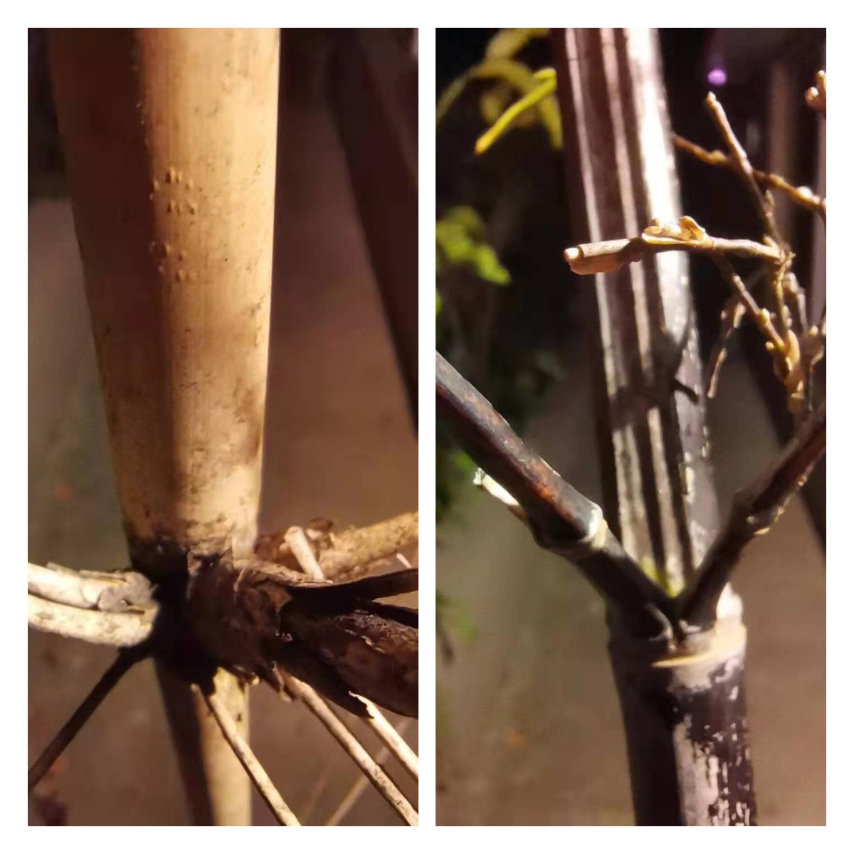 左边的竹子是不窜根品种，右边形状的是窜根品种。