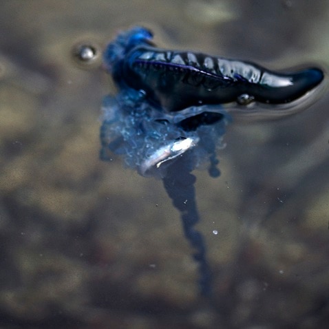 แมงกะพรุนหัวขวด (Bluebottle jellyfish) ซึ่งพบได้บ่อยตามชายฝั่งตะวันออกของออสเตรเลีย
