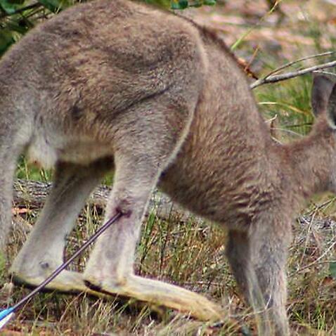 A wildlife protection group says hunters are maiming native animals in state forests 2014
