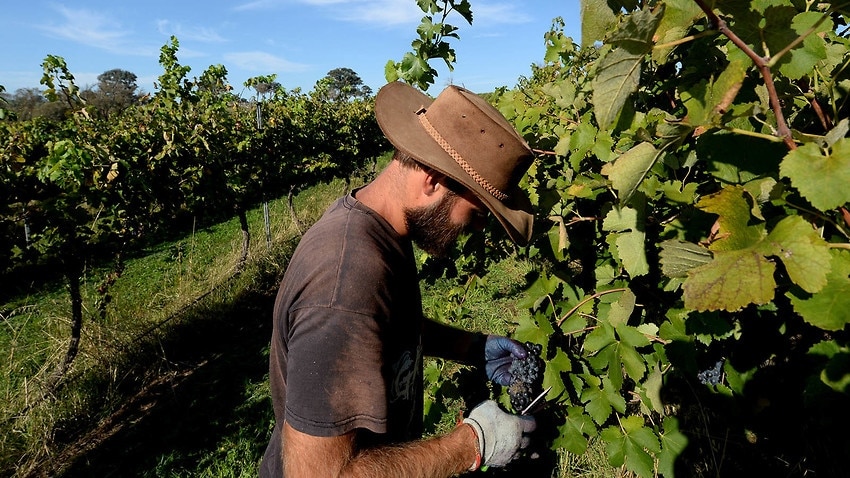 Australia Government has relaxed Visa rules have been relaxed to make it easier for farmers to hire skilled foreign workers