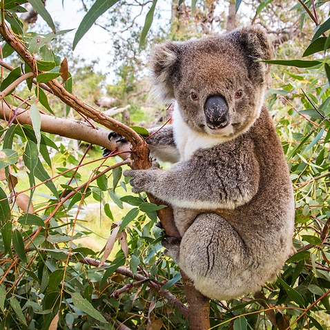 Koala in a gum tree, Eyre Peninsula, Australia.