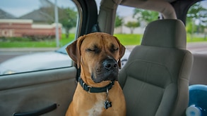 Dog with eyes closed in car