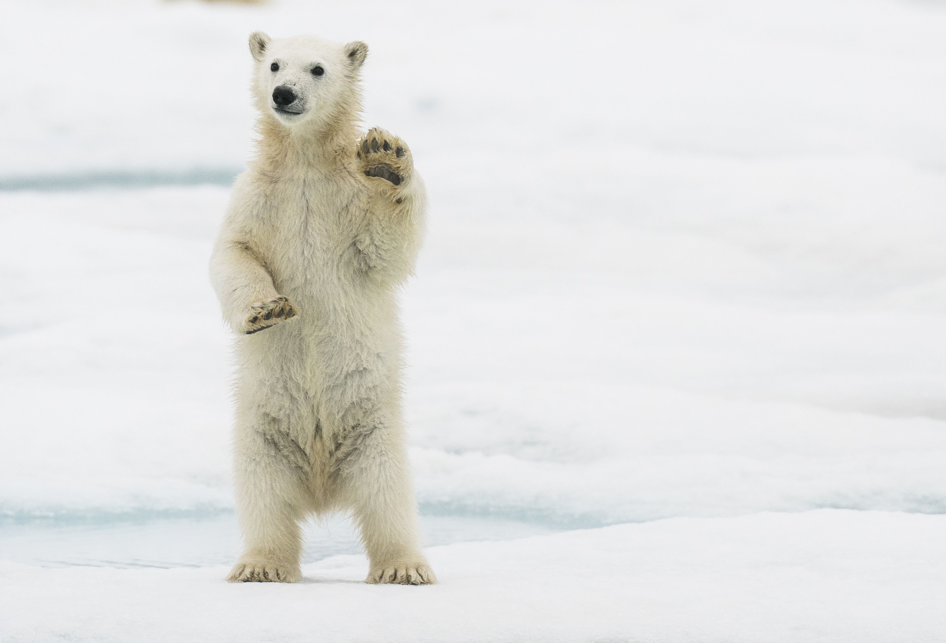 科學家估計 北極熊2100 年面臨滅絕
