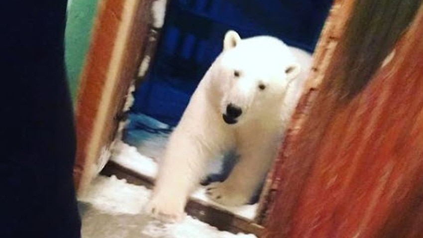 Image for read more article ''Invasion' of polar bears sparks emergency situation in Russia'