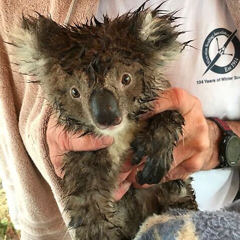 Vets with compassion care for koala