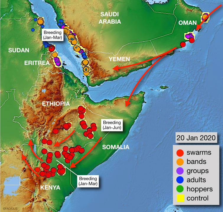 Swarms of locusts are spreading across East Africa and the Middle East. Dateline