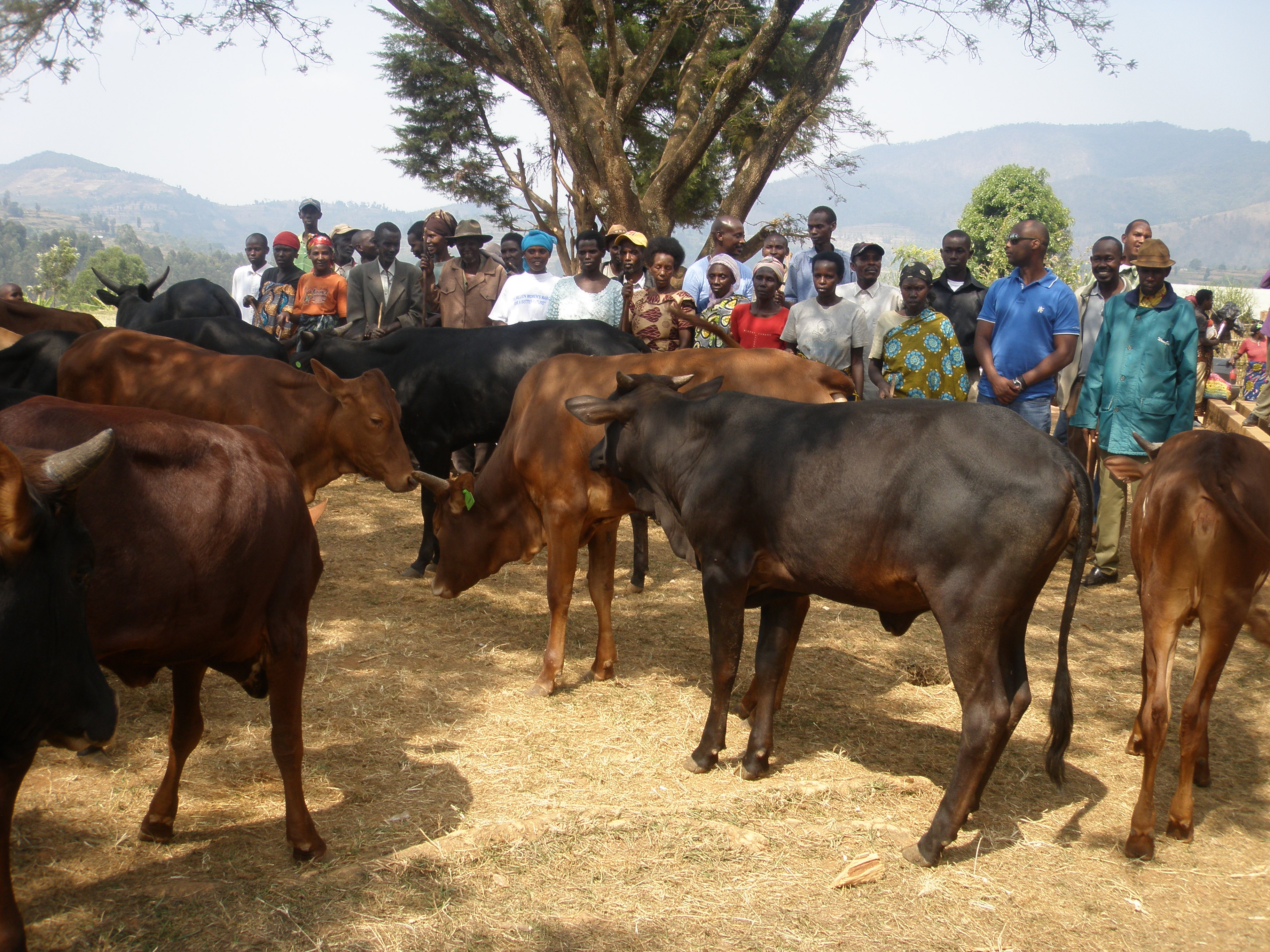 Cows purchased from proceeds of the coffee sales.