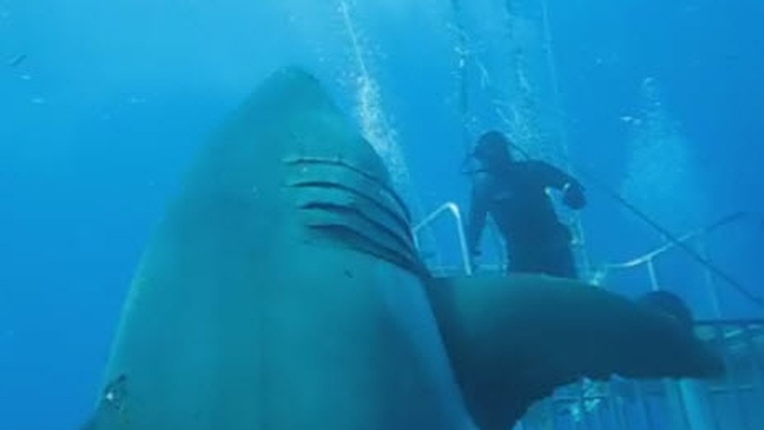 Incredible footage shows divers' encounter with 'largest shark ever ...