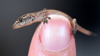 Humble geckos from Why some people are afraid of the lizard