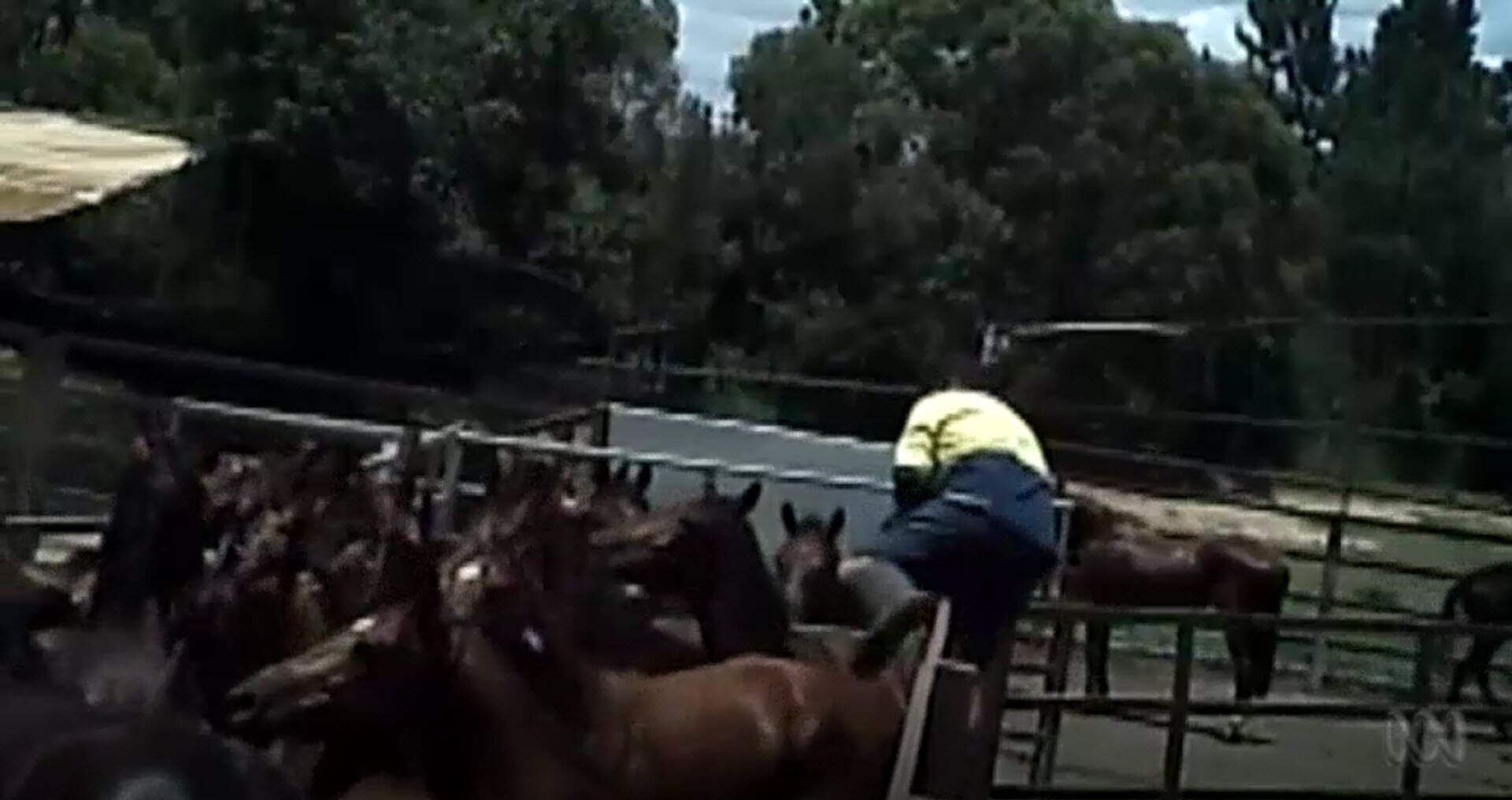 Video obtained by the ABC showed abbatoir workers tormenting horses before they were killed.