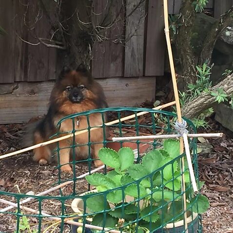 Li's dog guarding the strawberry from possum