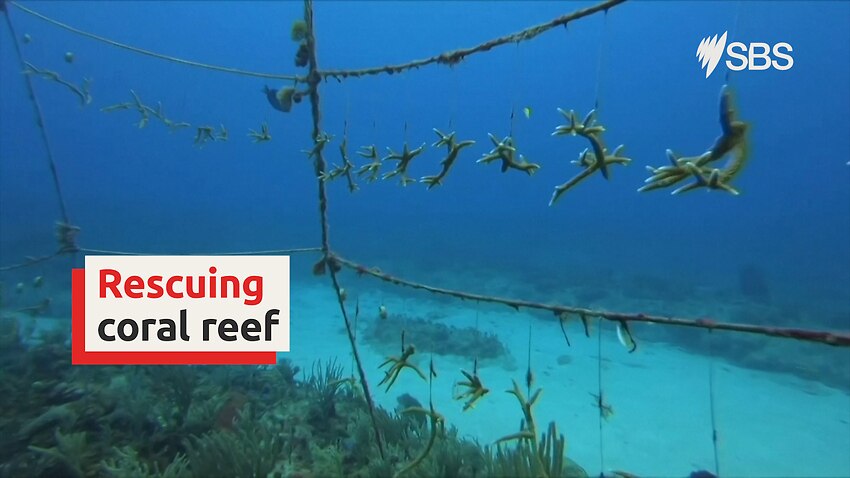 Cuba rescues coral reef damaged by global warming - SBS News