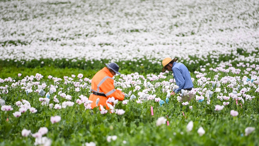 Image for read more article 'All farm workers entitled to minimum wage, Fair Work Commission rules'