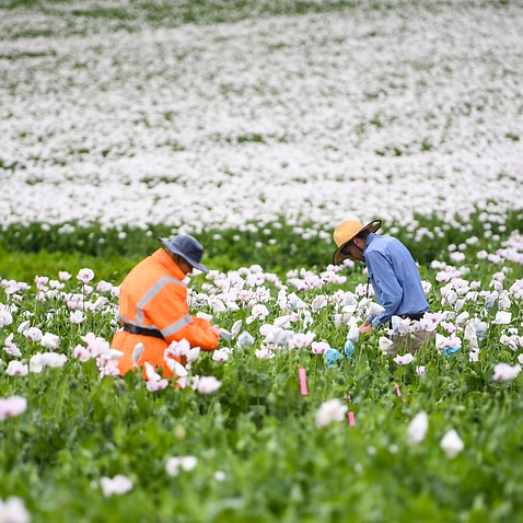 Workers prepare to collect poppy seeds by bagging seed pods in a poppy field near Devonport, Tasmania.