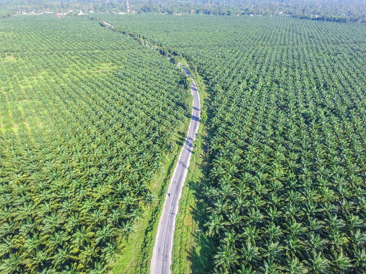 'Human rights tragedy': Palm oil plantations taking toll on Indigenous