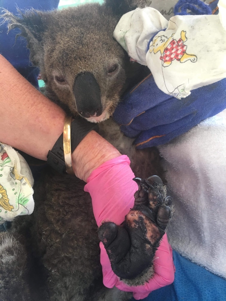 One of the burned koalas rescued during Australia's Black Summer fires. 