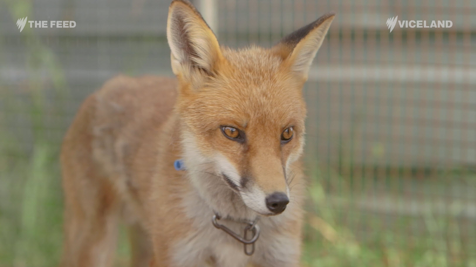 Foxes Pet Or Predator The Animal S Complicated Future In Australia