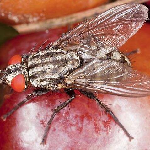 Flesh-fly - feeding on fruit.  (Sarcophaga carnaria) (AAP/Mary Evans/Ardea/Bob Gibbons) | NO ARCHIVING, EDITORIAL USE ONLY