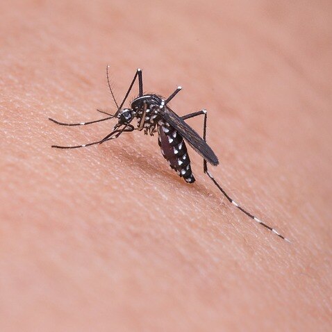 Japanese encephalitis is a mosquito-borne virus.