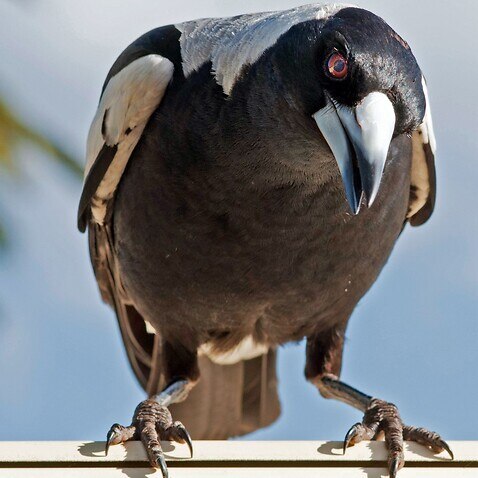An Australian magpie ready to launch