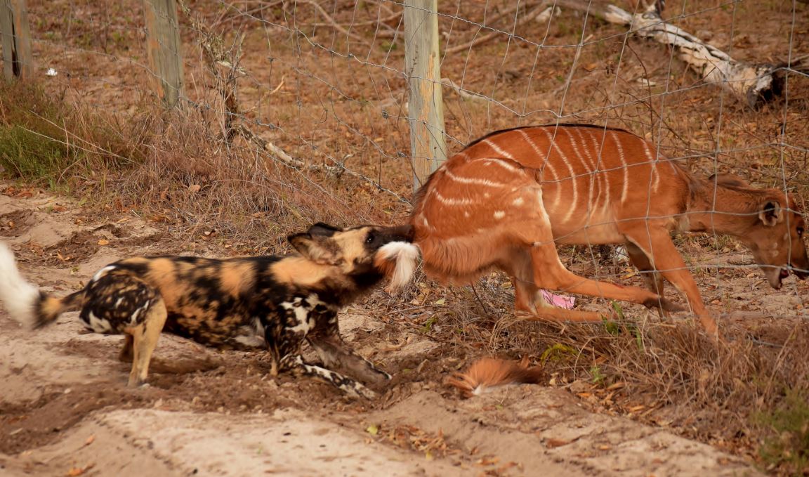 Clever but disturbing ways animals use human structures to hunt prey | The Feed