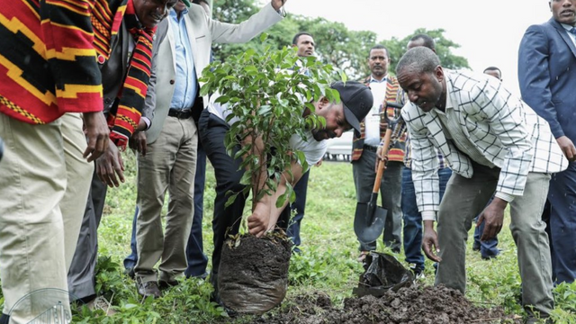 Ethiopia Plants 350 Million Trees in 12 Hours