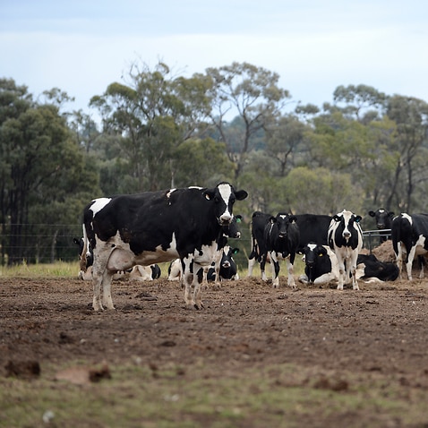 Cows at a dairy farm on the Darling Downs, Queensland, Tuesday, May 21, 2013.  (AAP Image/Dan Peled) NO ARCHIVING