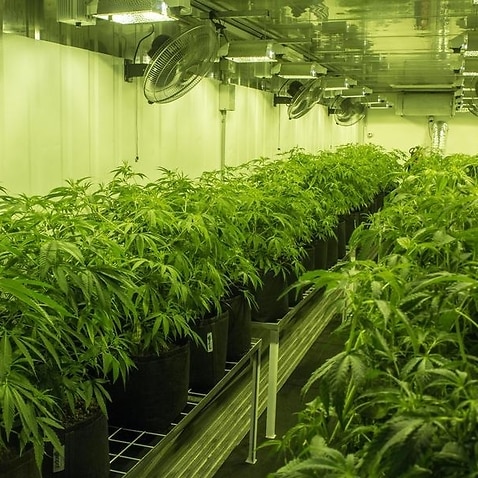 Medicinal cannabis grower Cann Group's production facility.