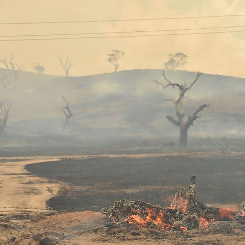 Bushfire remnants