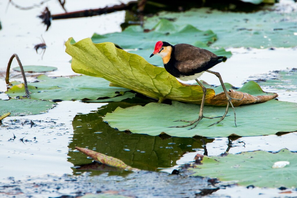 4. 跟随生态摄影向导，探秘雨林沼泽的奇趣自然。
