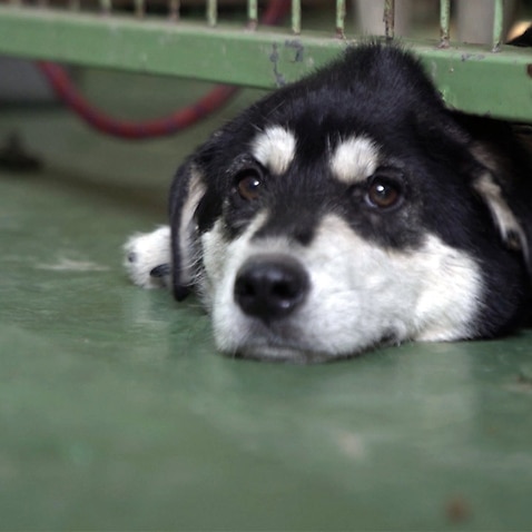 Dateline: Korea's Dog Fight