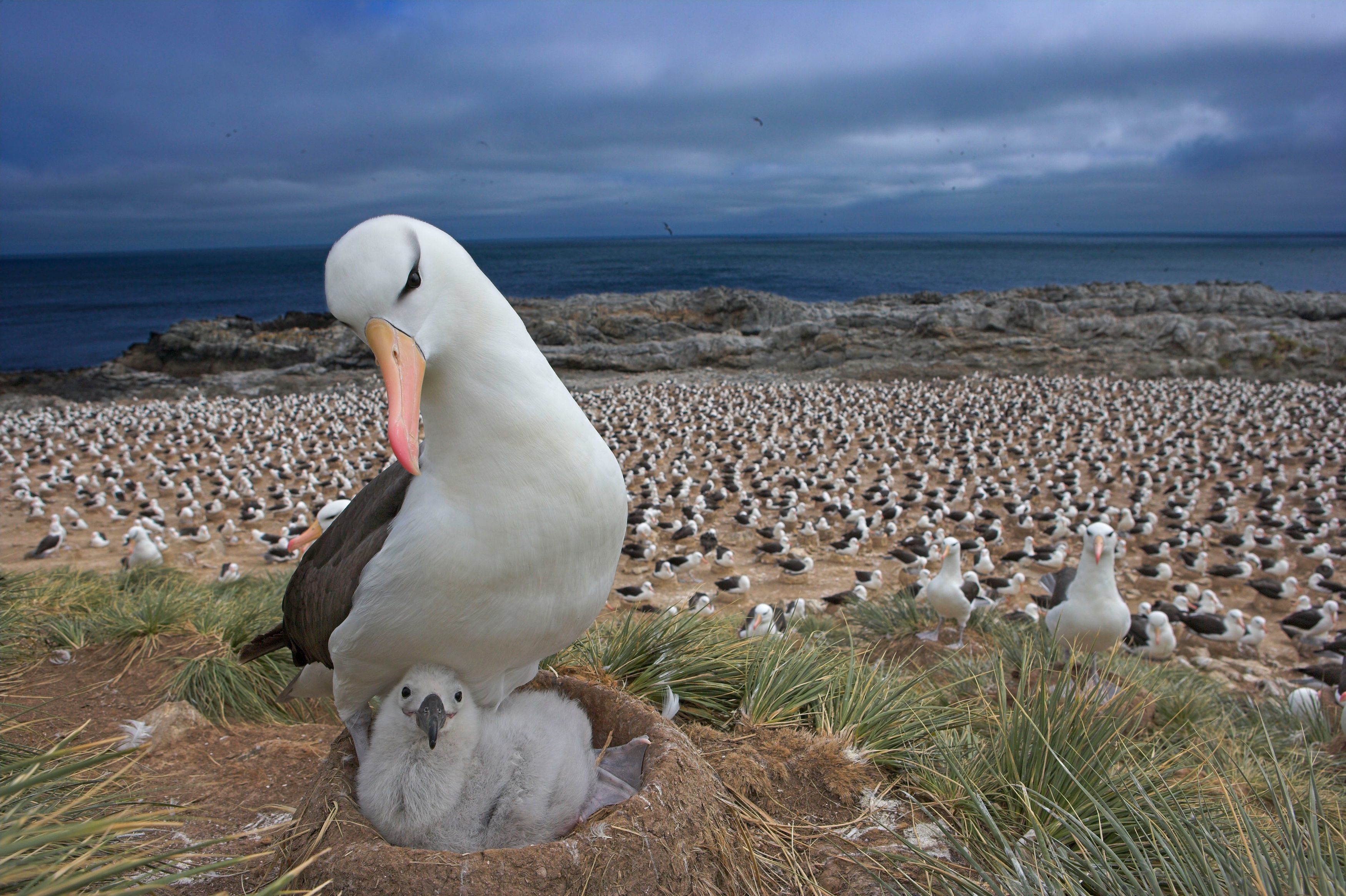 wandering albatross nesting behavior