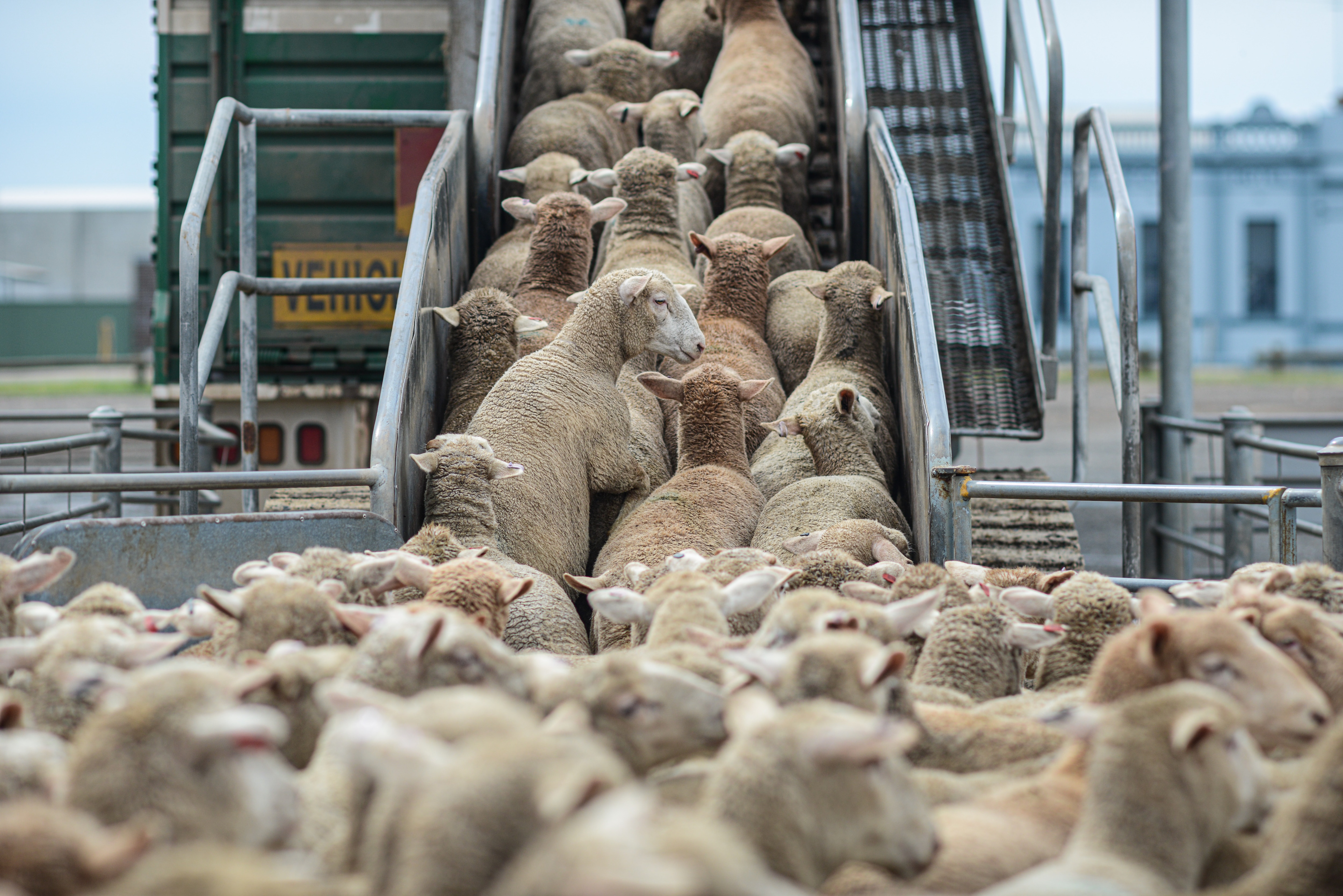 Australian Sheep Farm