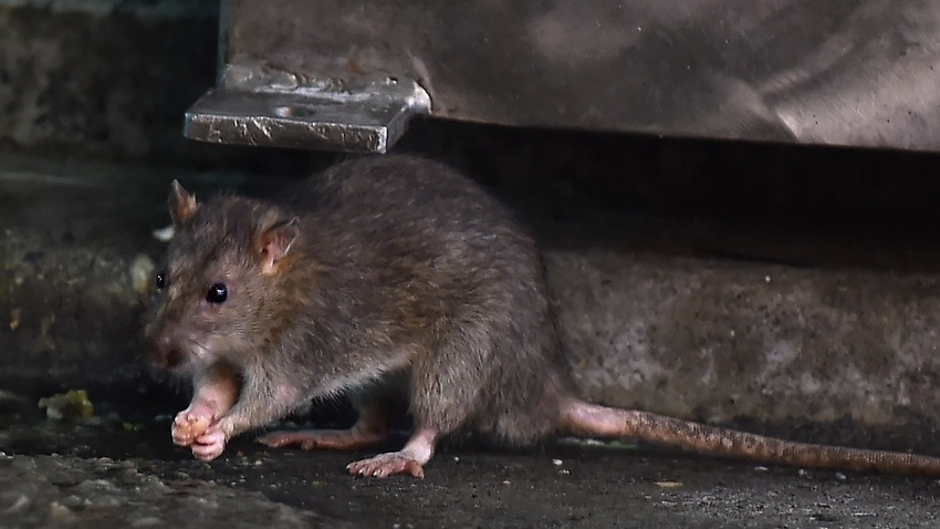 Worlds First Human Case Of Rat Disease Found In Hong Kong Sbs News