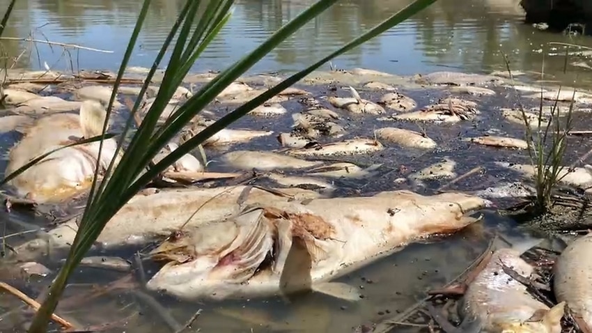 Drought, water overuse caused Murray-Darling fish deaths, report finds