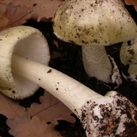 Death Cap mushrooms can cause fatal organ damage and should not be ingested, authorities warn