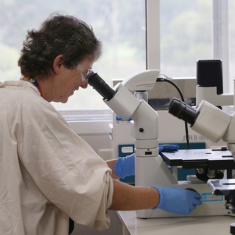CSIRO scientists research the coronavirus.
