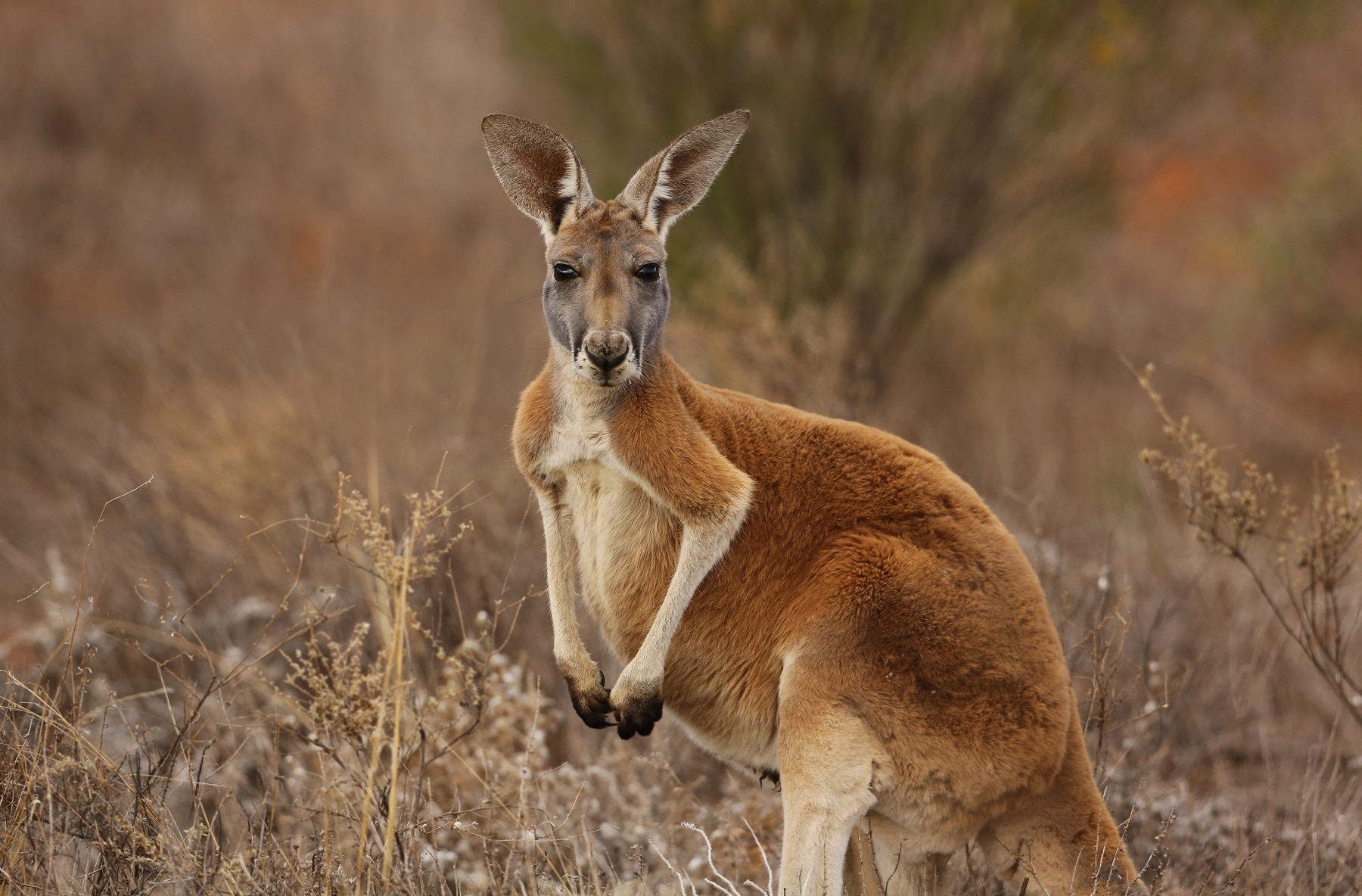 Red Kangaroo portrait in Australian Outback
