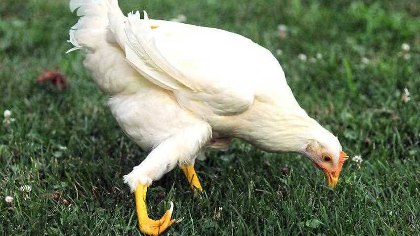 cicely-the-chicken-to-get-3d-printer-prosthetic-leg-sbs-news