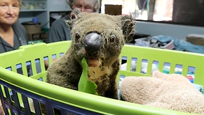 Koala Paul in the ICU recovering from burns at The Port Macquarie Koala Hospital on November 29, 2019.Hospital Works To Save Injured Animals Following Bushfires Across Eastern Australia