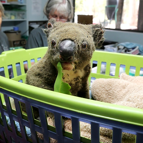 Paul the koala in the ICU recovering from burns at the Port Macquarie Koala Hospital, which has recieved more than $3.7 million in GoFundMe donations.