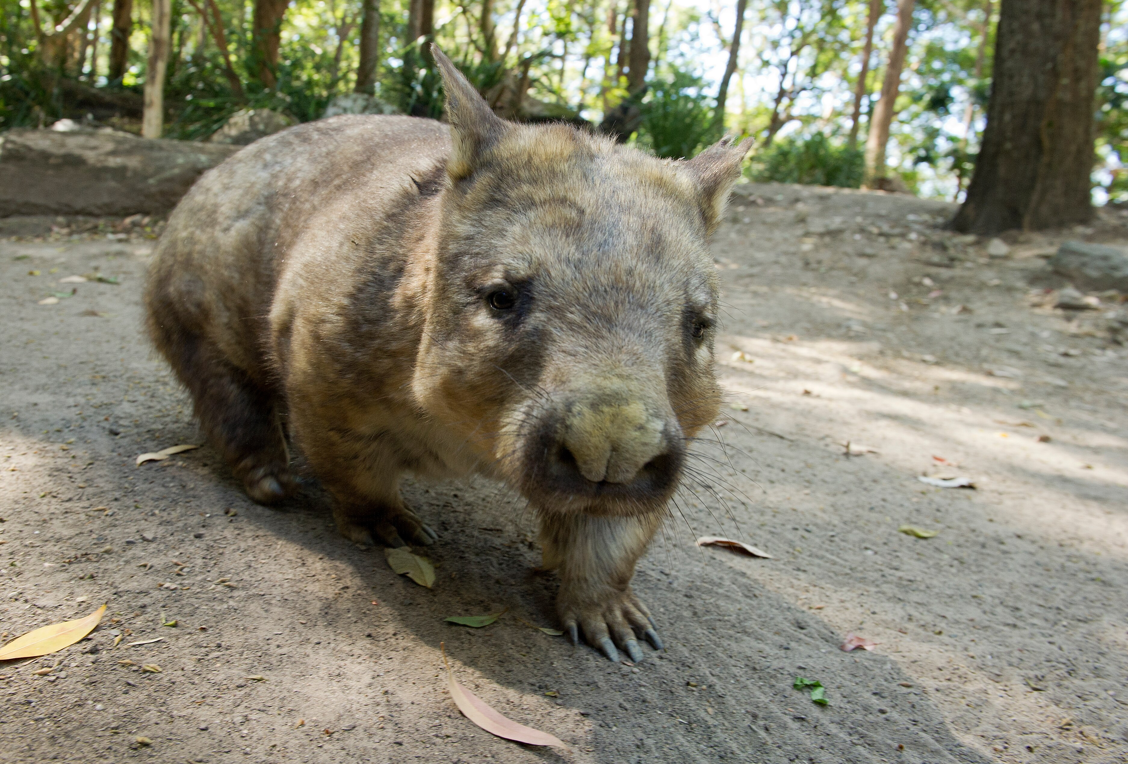 Tales Of Wombat Bushfire Heroes Have Gone Viral They Re Not Entirely Accurate