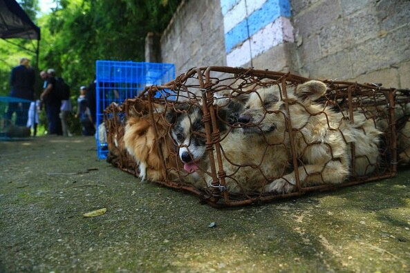 Yulin dogs bound for Canada
