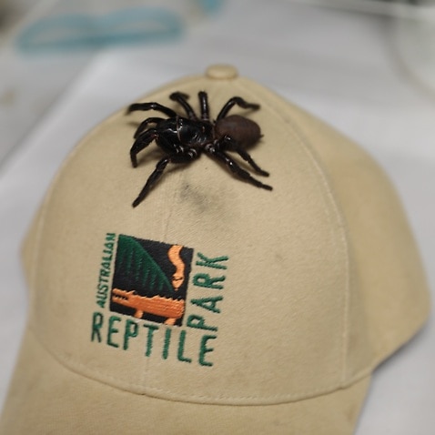 A very large funnelweb spider donated to the Australian Reptile Park.