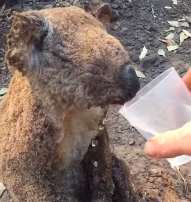 A man lends a much needed drink to an exhausted koala in NSW last week.