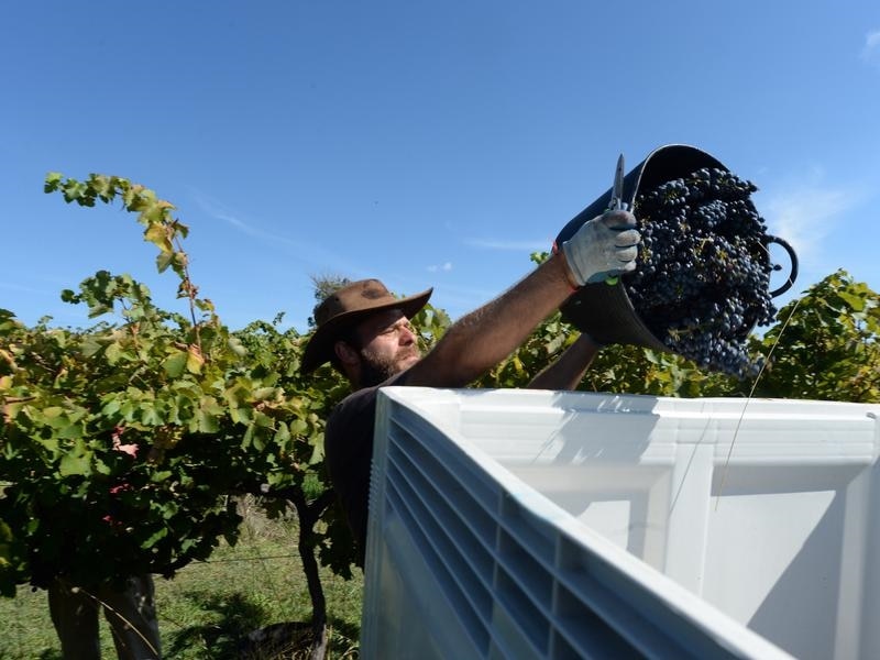 A file image of a seasonal worker harvesting grapes