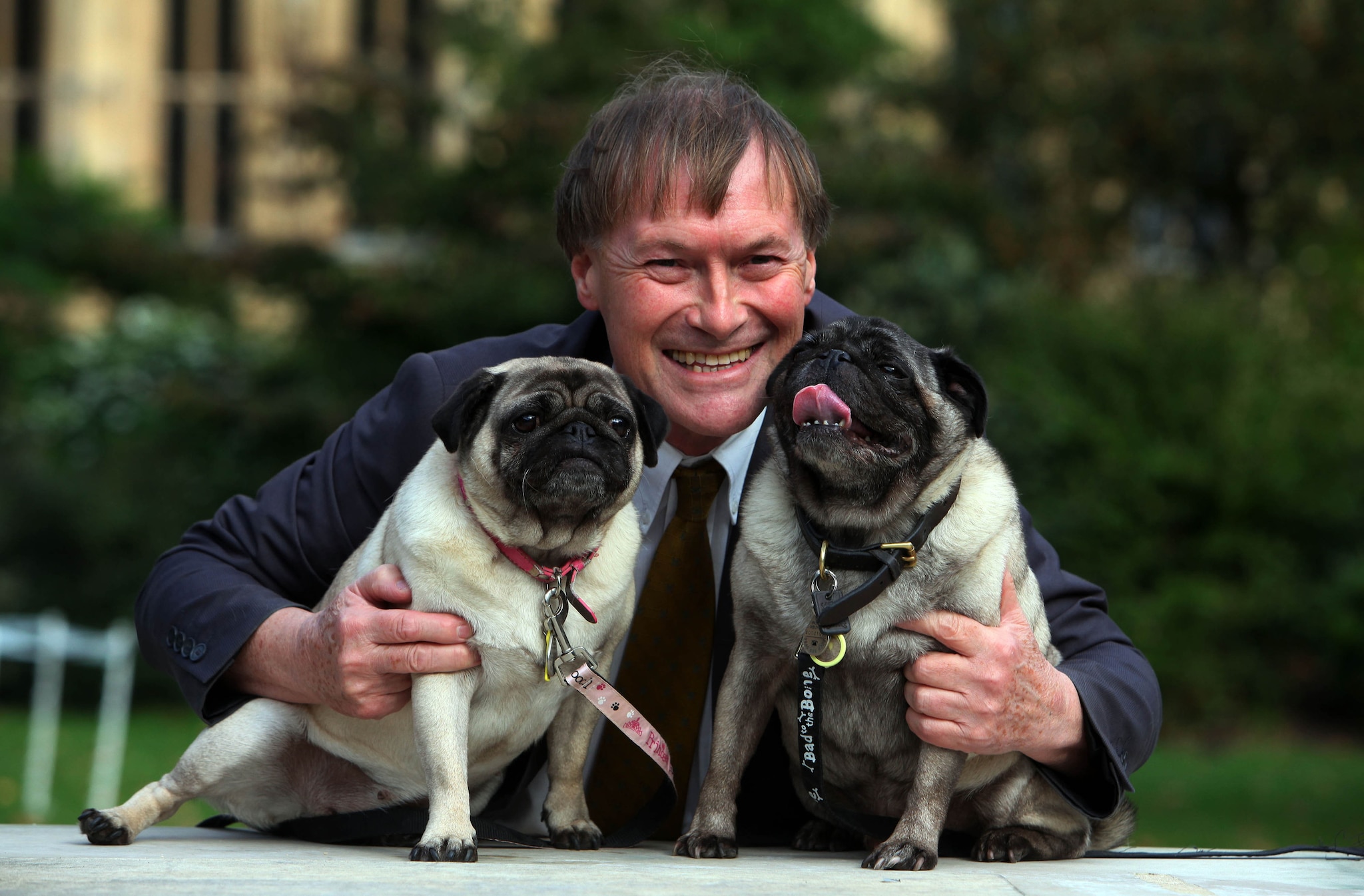 A 2013 file photo of Conservative MP David Amess with his pugs at the Westminster Dog of the Year competition