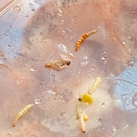 Photos showing maggots and mouldy bread that asylum seekers say was served to them for dinner 