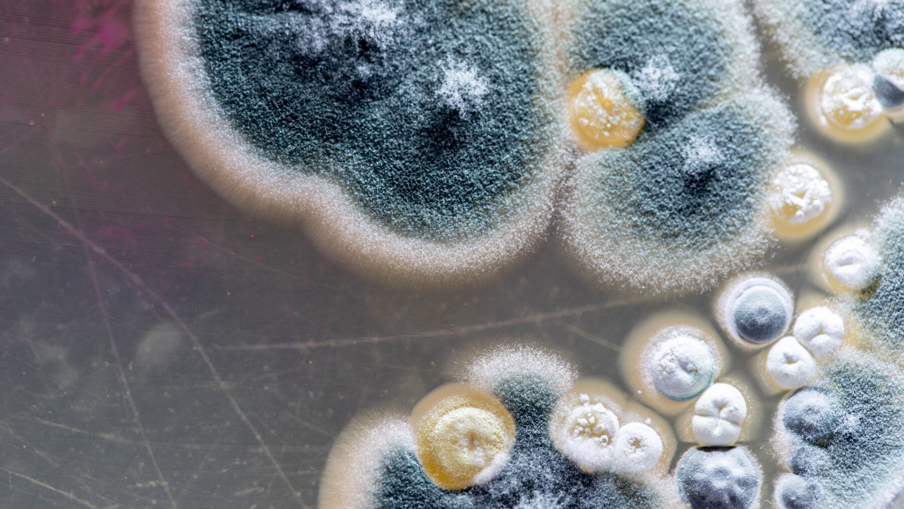Mould is a type of fungi that grows best in damp and poorly ventilated areas and reproduces by making spores.Spores are carried in the air and may cause health problems if inhaled by people who are sensitive or allergic to them.